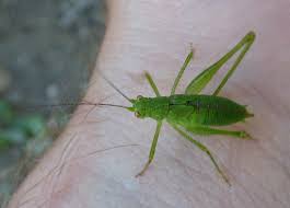 Attēlu rezultāti vaicājumam “Phaneroptera falcata”