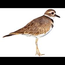 Image result for Charadrius vociferus
