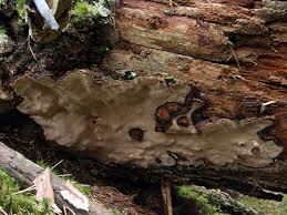 Attēlu rezultāti vaicājumam “Phellinus nigrolimitatus”
