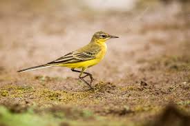 Attēlu rezultāti vaicājumam “Motacilla flava flava adult”