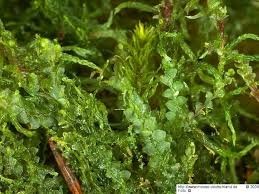 Attēlu rezultāti vaicājumam “Calypogeia sphagnicola”