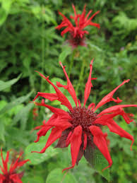 Image result for Monarda didyma
