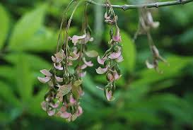Attēlu rezultāti vaicājumam “Acer negundo female flower”