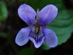 Image result for violet