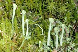 Attēlu rezultāti vaicājumam “Cladonia fimbriata”
