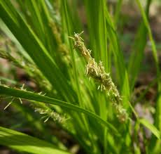 Attēlu rezultāti vaicājumam “Carex elongata”