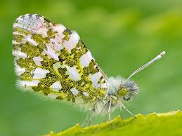 Attēlu rezultāti vaicājumam “Anthocharis cardamines male”