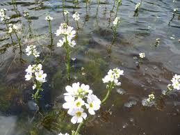 Attēlu rezultāti vaicājumam “Hottonia palustris leaf”