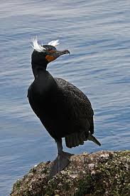 Image result for Phalacrocorax auritus