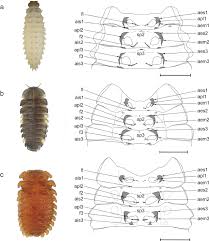 Attēlu rezultāti vaicājumam “Endomychus coccineus”
