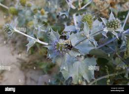 Attēlu rezultāti vaicājumam “Eryngium maritimum”