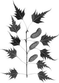 Attēlu rezultāti vaicājumam “Betula pendula”