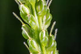 Attēlu rezultāti vaicājumam “Plantago major flower”