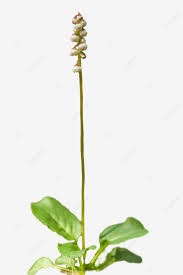 Attēlu rezultāti vaicājumam “Pyrola rotundifolia flower”