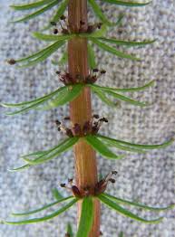 Attēlu rezultāti vaicājumam “Hippuris vulgaris”