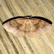 Attēlu rezultāti vaicājumam “Plagodis pulveraria”