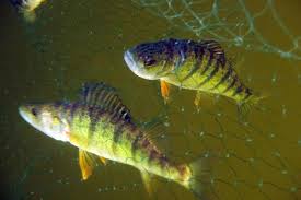 Image result for Perca flavescens