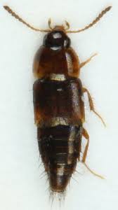 Attēlu rezultāti vaicājumam “Tachyporus sp.”