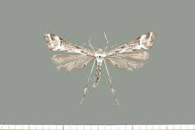 Attēlu rezultāti vaicājumam “Platyptilia tesseradactyla”