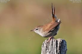 Image result for Cettia cetti