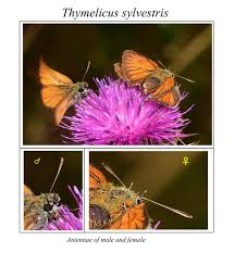 Attēlu rezultāti vaicājumam “Thymelicus sylvestris underside”