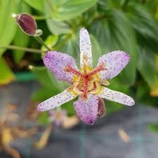 Image result for Tricyrtis `Black Beauty`