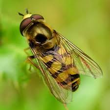 Attēlu rezultāti vaicājumam “Eupeodes corollae”