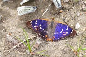 Attēlu rezultāti vaicājumam “Apatura ilia male”
