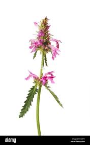 Attēlu rezultāti vaicājumam “Stachys officinalis bud”