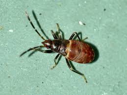 Attēlu rezultāti vaicājumam “Gastrodes grossipes”