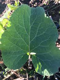 Attēlu rezultāti vaicājumam “Arctium lappa leaf”