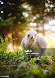 Attēlu rezultāti vaicājumam “Accipiter gentilis nest”