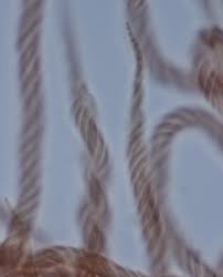 Attēlu rezultāti vaicājumam “Metatrichia floriformis stalked”