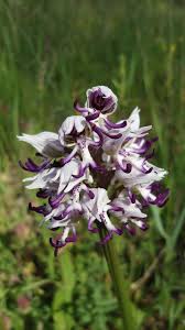 Attēlu rezultāti vaicājumam “Orchis militaris flower”