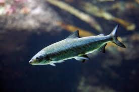 Image result for Coregonus lavaretus oxyrinchus