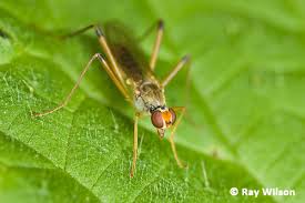 Attēlu rezultāti vaicājumam “Micropezidae”