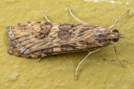 Attēlu rezultāti vaicājumam “Nomophila noctuella”