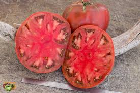 Afbeeldingsresultaat voor black sea man tomato