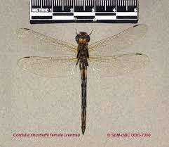 Attēlu rezultāti vaicājumam “Cordulidae”