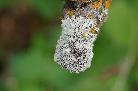 Attēlu rezultāti vaicājumam “Physcia aipolia”