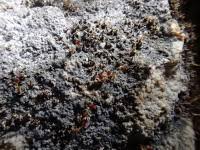 Attēlu rezultāti vaicājumam “Seligeria pusilla”