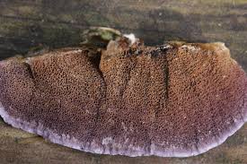 Attēlu rezultāti vaicājumam “Trichaptum abietinum”