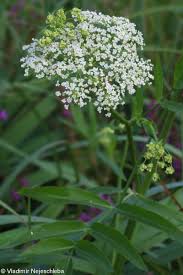 Attēlu rezultāti vaicājumam “Sium latifolium”