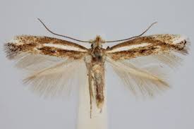 Attēlu rezultāti vaicājumam “Bucculatrix rhamniella”