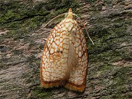 Attēlu rezultāti vaicājumam “Acleris forsskaleana”