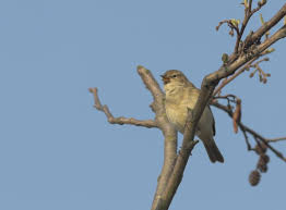 Attēlu rezultāti vaicājumam “Phylloscopus collybita”