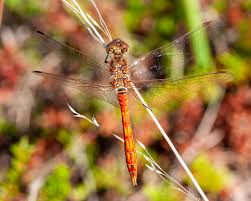 Attēlu rezultāti vaicājumam “Sympetrum vulgatum male”