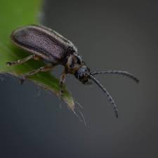 Attēlu rezultāti vaicājumam “Galerucella nymphaeae”