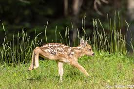 Attēlu rezultāti vaicājumam “Capreolus capreolus”