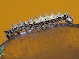 Attēlu rezultāti vaicājumam “Polygonia c-album larva”